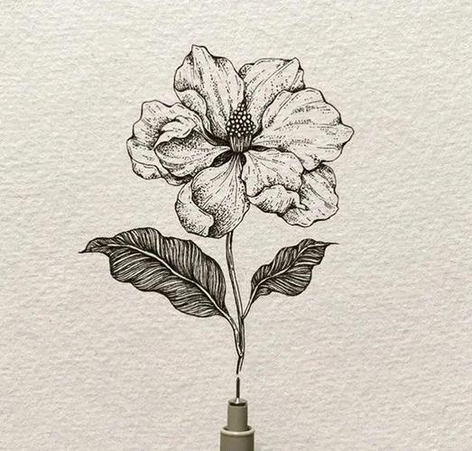 针管笔手绘黑白花卉插画可临摹