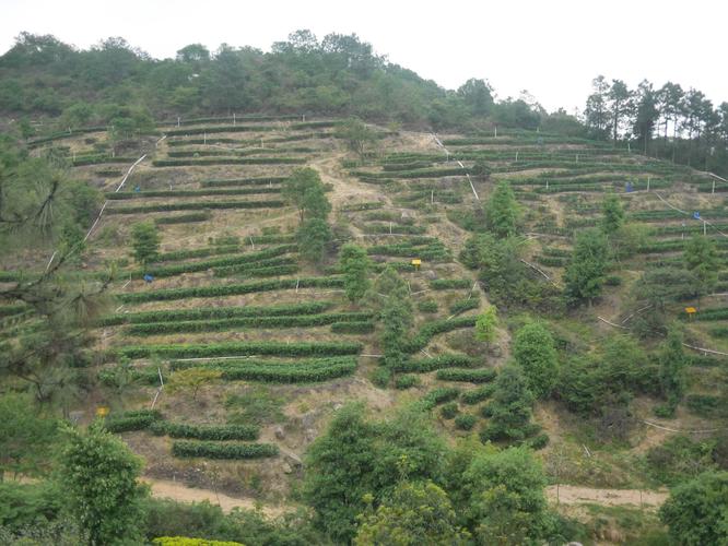 饮马西江 鹤山古劳茶山革命根据地
