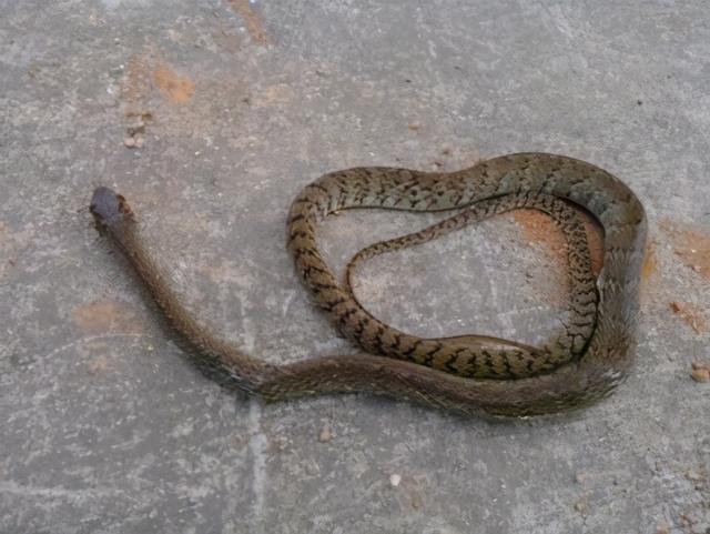 网易首页>网易号>正文申请入驻> 中华水蛇一些无毒蛇,比如翠青蛇,中华