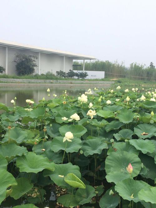 日照白鹭湾,万平口游记