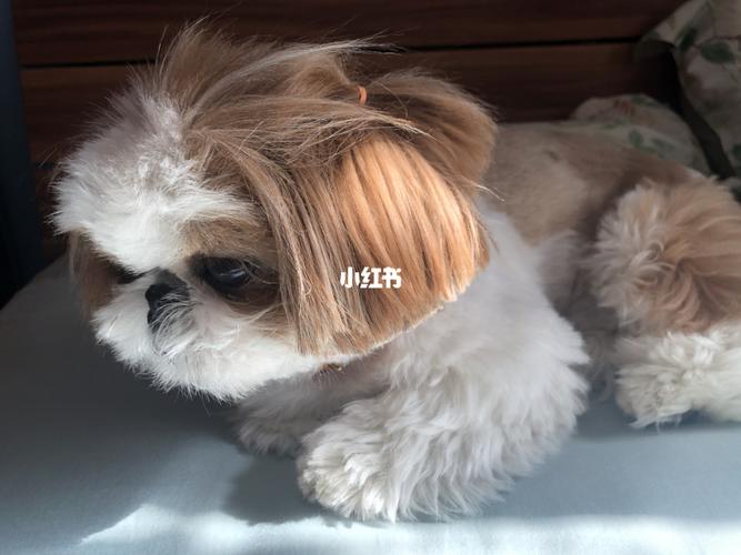 刚睡醒 有点儿懵_西施犬_宠物_狗