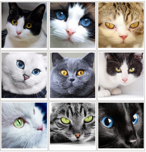 猫会用眼睛告诉主人,ta爱你~_猫咪