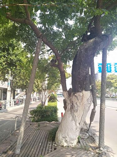 【宿州】承载宿州历史古树"活化石"——南关老槐树