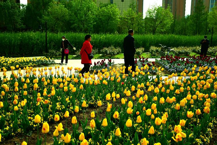 开源公园郁金香