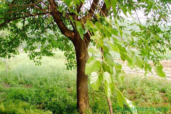 种植桑树一定要知道什么?