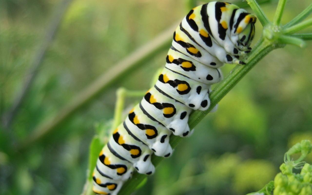 毛毛虫图片宽屏桌面壁纸-动物壁纸-壁纸下载-美桌网