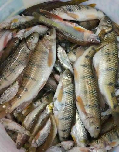 清澈深潭里长出山花鱼一百多一斤可能是最好吃的野鱼