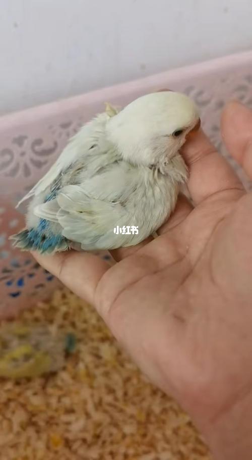 牡丹鹦鹉白面澳桂_牡丹_萌萌哒_手养牡丹鹦鹉_宠物