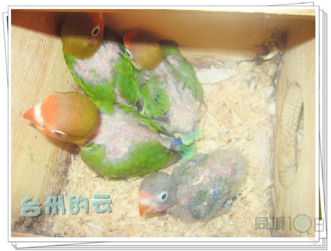 出售自家繁殖刚出窝的棕头牡丹鹦鹉两个月大