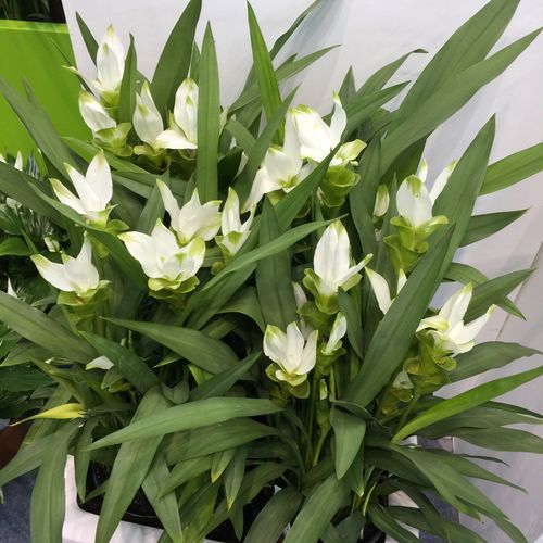 姜荷花
