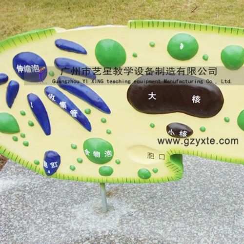 厂家专业生产学校生物园模型 原生动物草履虫模型 八大生物虫