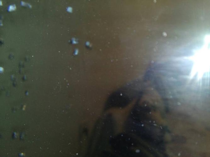 鱼缸水中白色的颗粒是什么