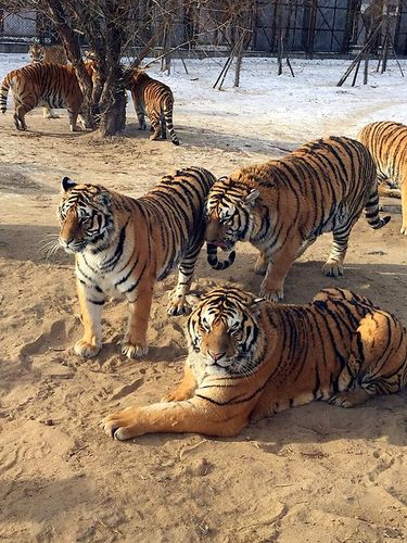 一早打的去的东北虎林园 ,打的30多块钱 ,还有哈尔滨的出租车大多司机