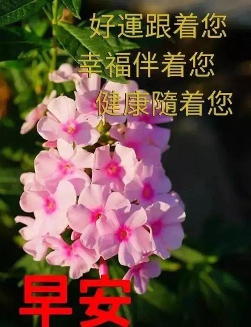 很暖心的早上好问候语祝福短信,漂亮的早安鲜花图片带
