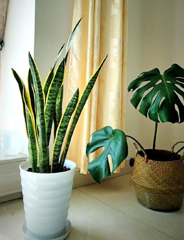 虎皮兰长的慢,只要浇水加点它,叶片肥厚绿油油!