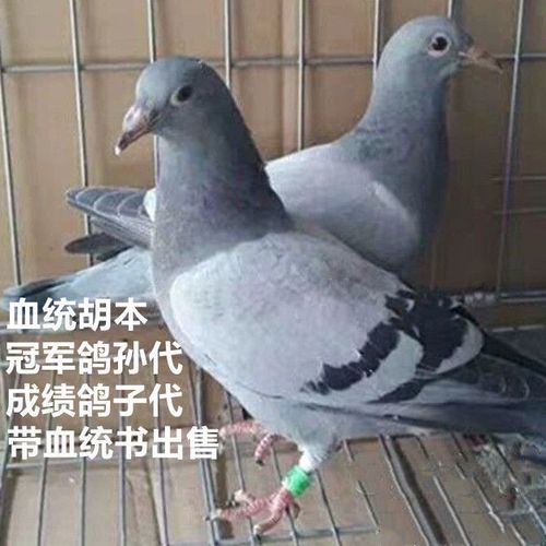 信鸽幼鸽一对成绩鸽子代冠军鸽孙代出售【11月26日发