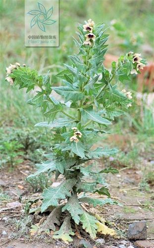 1 天仙子(茄科天仙子亚族全员,包括莨菪,山莨菪,天仙子等) 十分粗壮