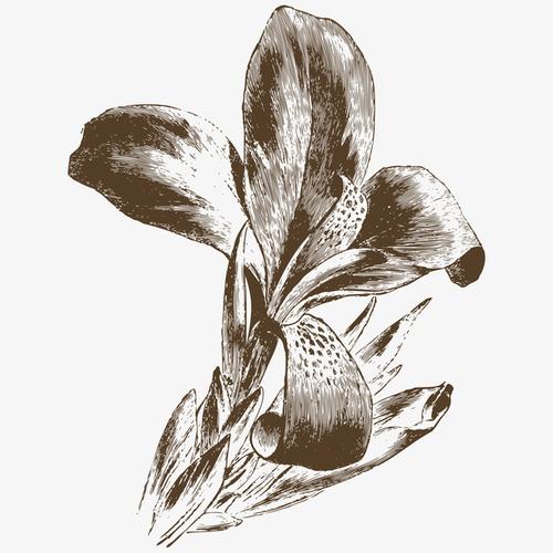 手绘素描绘画百合花