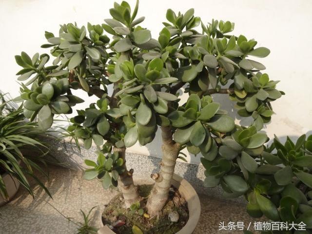 燕子掌的繁殖方法