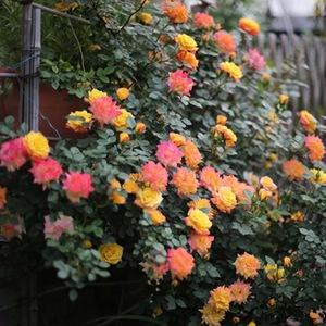 藤彩虹月季花苗 攀缘仙境花卉四季开花蔷薇庭院藤本大苗耐寒