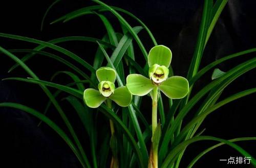 最珍贵的兰花品种排名十大名贵兰花品种排行