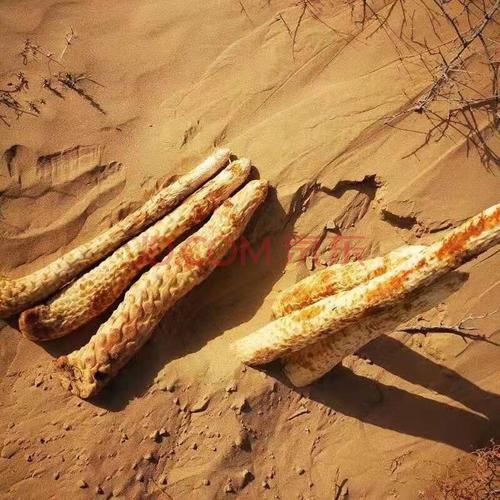 新疆特产新鲜肉苁蓉 3斤装 塔克拉玛干沙漠新鲜大芸锁阳泡酒泡茶滋补