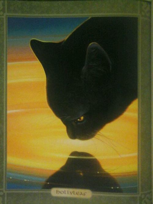 冬青叶是《猫武士》中一位重要角色.