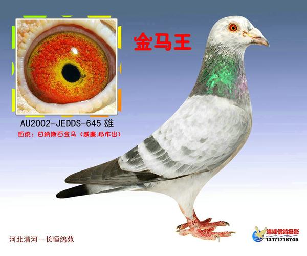 金马王_河北长恒鸽苑_ ag188.com爱鸽商城_中国信鸽信息网