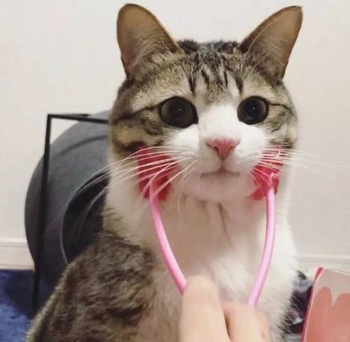 安利日本网红猫suzume,眉清目秀眉清目秀!