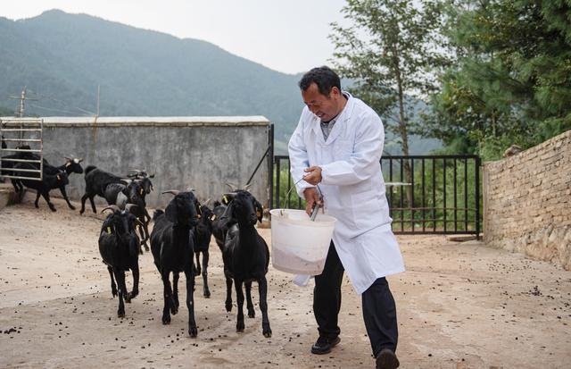 9月3日,功山镇凤龙山村功山羊养殖专业合作社工作人员在投喂饲料.