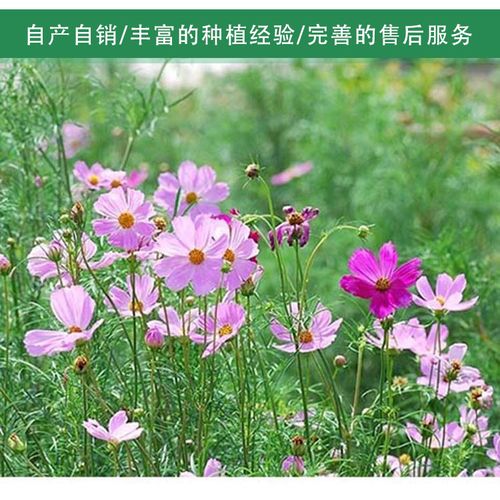 波斯菊种植基地