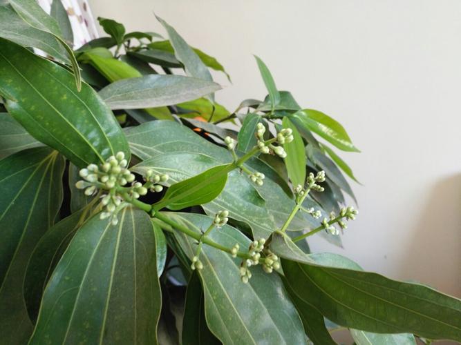 这是平安树开的花吗