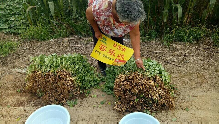 多收 写美篇2017年8月10日新农服务社举办第一届最美花生评选活动现场