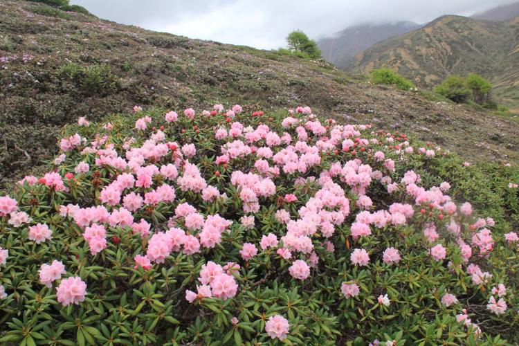 高山杜鹃花园白马雪山香格里拉----大自然送给人类的礼物