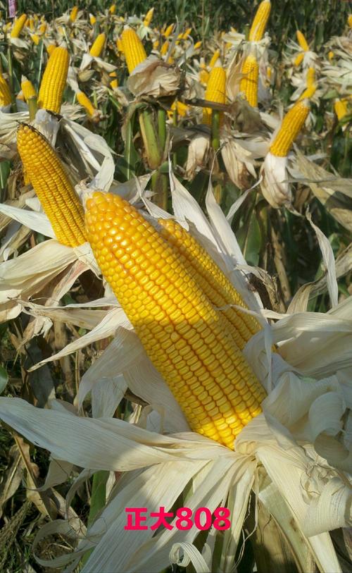 正大808,产量我最棒!