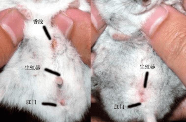 仓鼠看耳朵怎么分公母