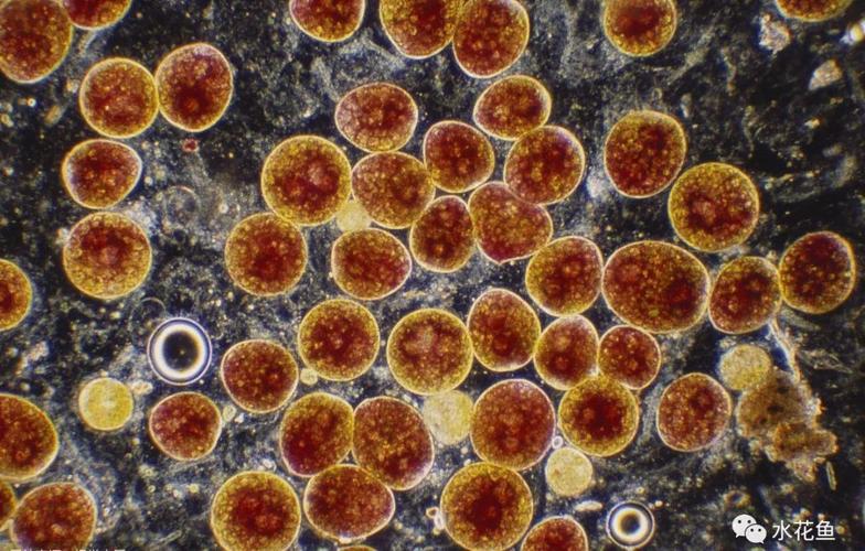 (血红裸藻)裸藻水体的综合防控裸藻水华重点在防不在治,一般裸藻水华