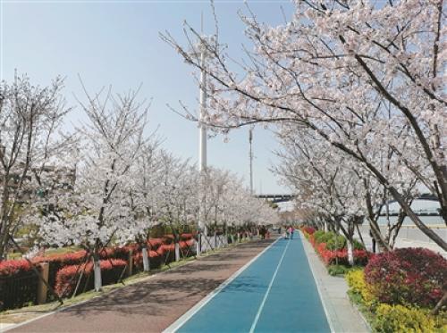 手抄报杭州滨江最美跑道赏樱花停车攻略