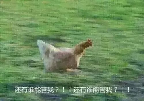表情包鸡