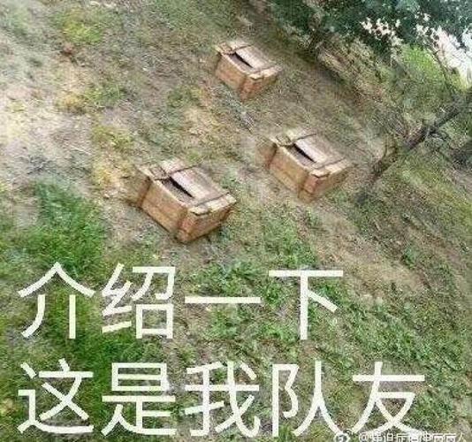 表情包&吃鸡&落地成盒哈哈哈