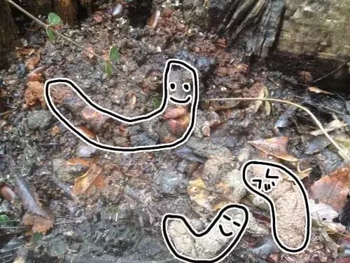 伊泽表示:"野外拉屎能让大便 回归土壤,才是最环保的方式!