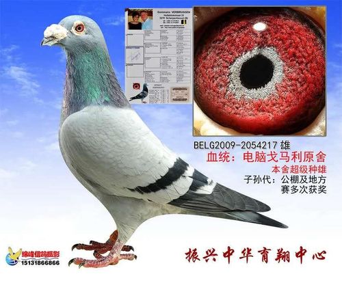 电脑戈马力原舍