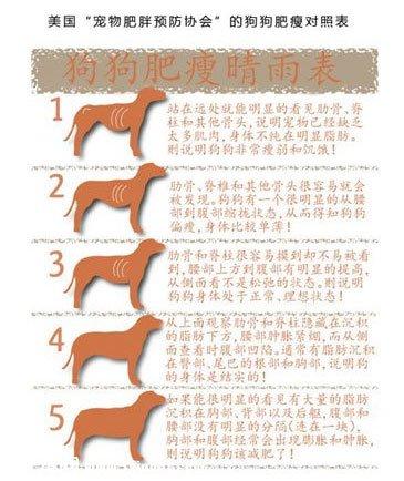 如何知道狗狗是否肥胖及狗狗肥胖原因|减肥方法