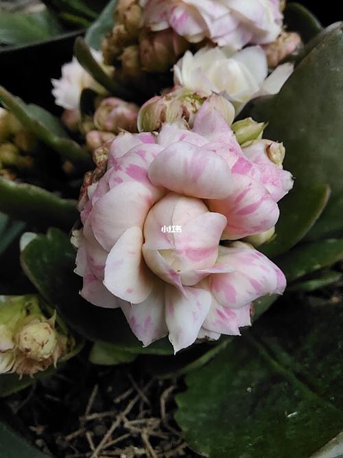 长寿花奥格尔_长寿花_长寿花_家居家装_家居装饰