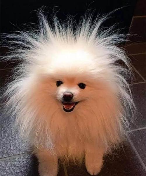 网友家的狗只要带出门,就会被人说成是金毛狮王!