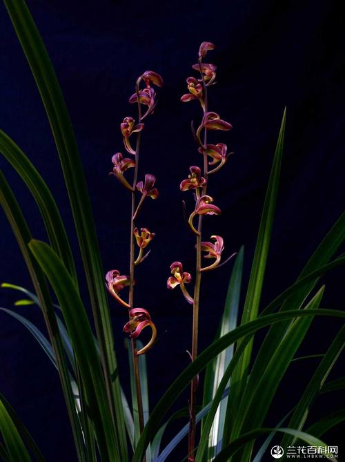 寒兰九岭梅蝶cymbidiumkanranmakinoguanzhiduoyun