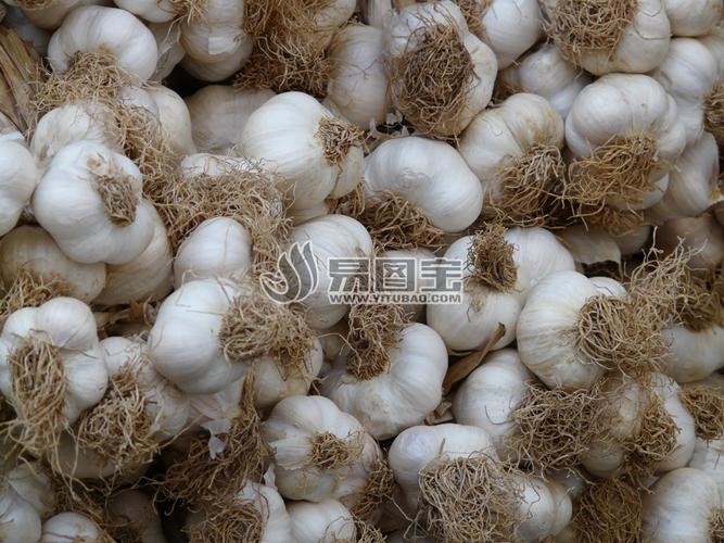 一堆 大蒜图片