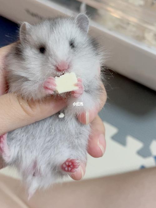 长毛纯银熊93_纯银_金丝熊_仓鼠_仓鼠金丝熊_宠物