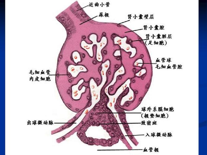肾的组织结构ppt