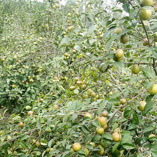 湘林210号油茶树苗 长沙油茶苗木 湖南油茶树嫁接苗 山茶树包邮